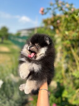 Pomeranian - 2