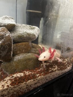 Axolotl mexický - 2