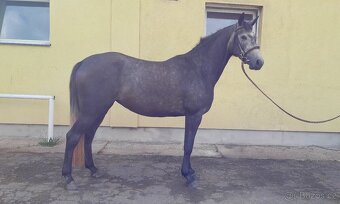 Klisna do sportu - 2