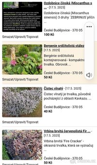 Trvalky, okrasné trávy- libovolný mix - 2