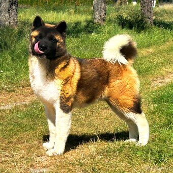 Americká Akita - 2