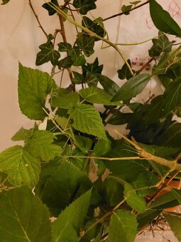 daruji strašilky - 2