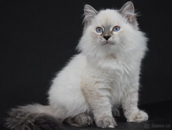 Něvská maskarada - 2