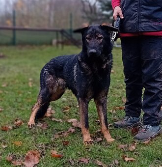 Německý ovčák s PP - 2