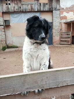 Kavkazský pastevecký pes kříženec - 2