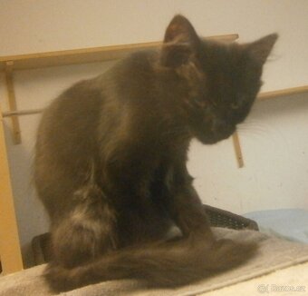 Černý 3měsíční kocourek Šimon - 2