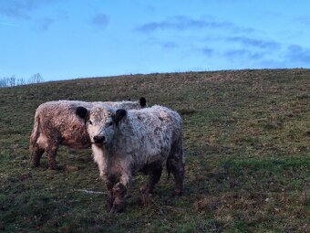 Vysokobřezí Kráva Galloway - 2