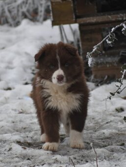 Border kolie bez PP - 2