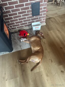 Štěně amerického stafordširského teriéra s PP - 2