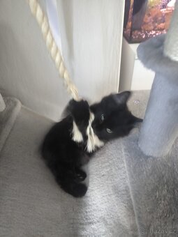 Mainska mývalí s PP - 2