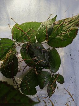 Pakobylka rohatá strašilky - 2