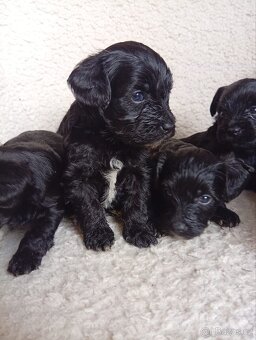 Štěňátka Yorkiepoo - 2