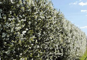 slivoň třešňoplodá kvetoucí živý plot až 100cm/rok - 2