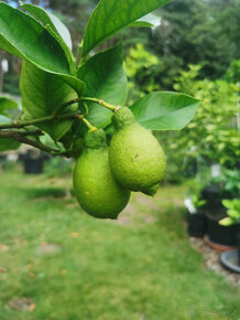 Prodám plodící citroník LUNARIO (č.41) - 2