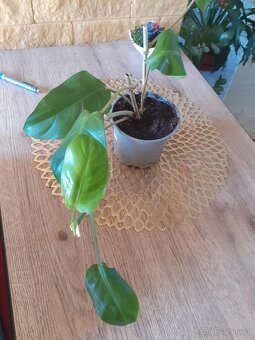 Philodendron Green Princess - 2