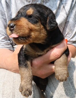 Prodám štěňata airedale terrier ( erdelterrier ) - 2