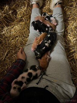 Prodej selátek Kune Kune - 2