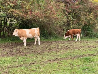 Zástav jalovičky, býčci - 2