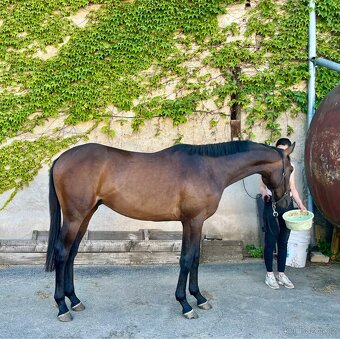 Dvouletý hřebec po Brando - 2
