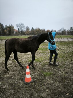 Roční hřebeček CS - 2