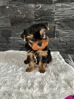 Jorkšírský teriér s PP - 2