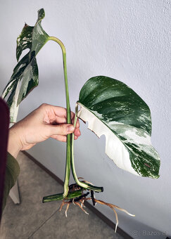 Monstera Albo – zakořeněné řízky s růstovým bodem - 2ks - 2