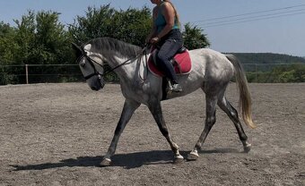 Hannoverská klisna - 2