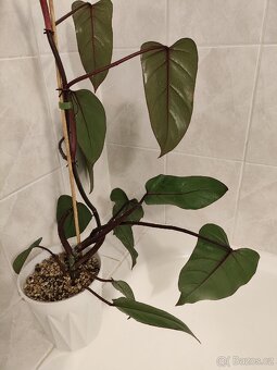 Philodendron red emerald v květináči - 2