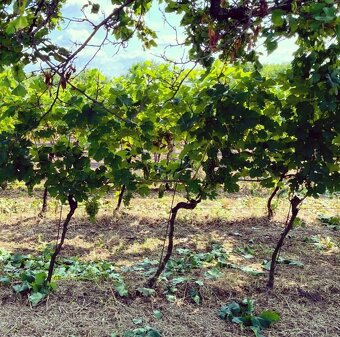 Pronájem vinice - Jižní Morava - 2