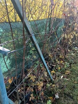 Muchovník olšolistý odr. Martin krásně rostlý cca 170-190cm - 2