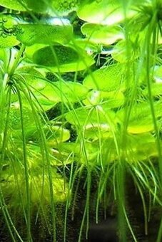 Rostlinka Limnobium laevigatum - prodej - 2