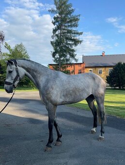 7 letý Valach po Cohinoor VDL - 2