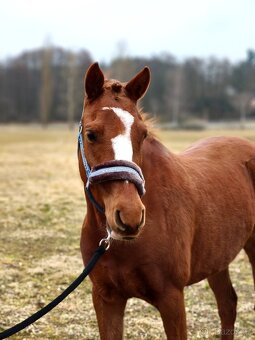 Líbivá charakterní pony klisna - 2