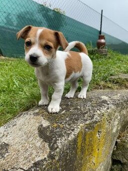 Jack Russell - 2