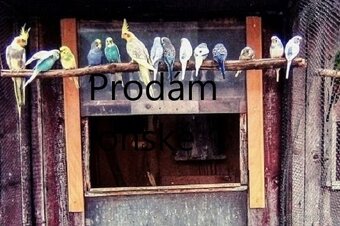 Prodám - 2