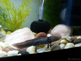 Axolotl Mexický (šedé) - 2