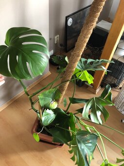 Monstera s kokosovou tyčí - 2
