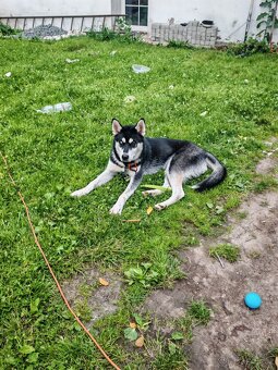 Sibiřský husky - 2