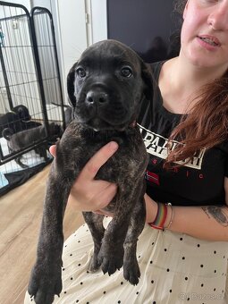 Štěně cane corso - 2