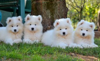 Samojed s FCI PP - LA TORRE ROJA - 2