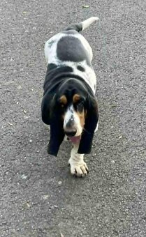 Basset Hound s PP - 2
