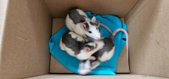 🐭 Zachraňte tři úžasné potkánky – klučíky 🐭 - 2