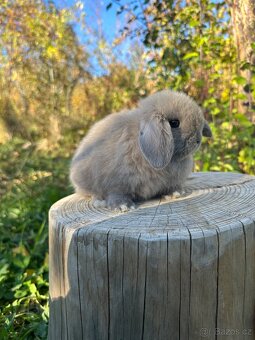 Minilop zakrslý beránek - 2