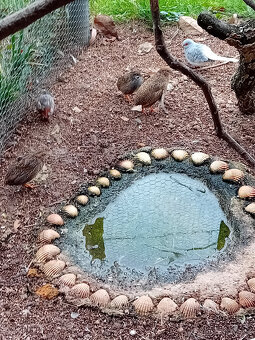 Křepelky čínské , holoubek diamantový - 2