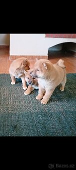 Predám šteniatka Shiba inu - 2