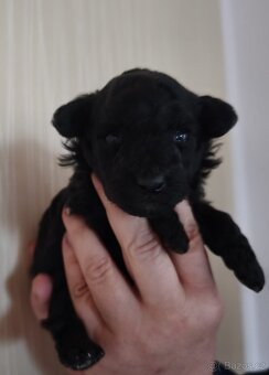 Pudl trpasličí - 2