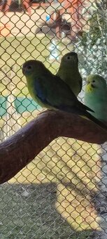 Neoféma tyrkysová - 2