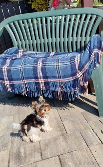 Jorkshirsky terier yorkshir mini biewer - 2