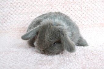 Sameček minilop Miky - 2