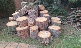 Prodáme borovicové dřevo - Hanspaulka - 2